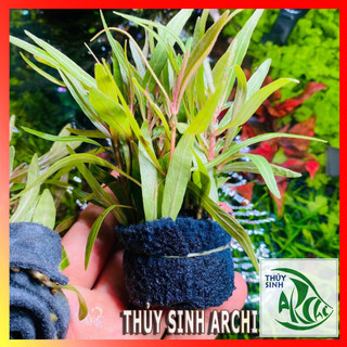 Cây thuỷ sinh Hồ Liễu Đỏ trên 10 ngọn Cây thuỷ sinh cắt cắm dễ trồng