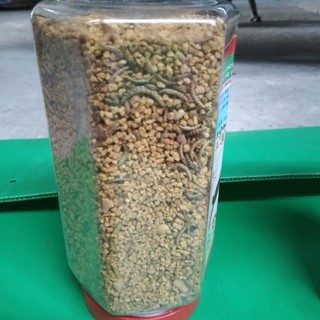 3 hủ 500gr thức ăn chim chòe than,lửa (anh thông)