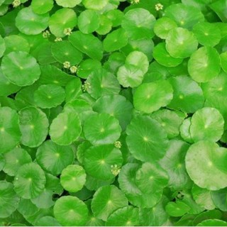 Hạt Giống Rau Má 1G