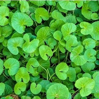 Hạt Giống Rau Má 1G