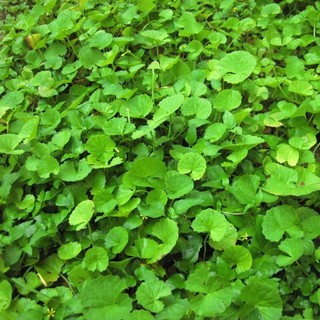 Hạt Giống Rau Má 1G