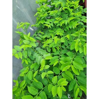 Hạt Giống Rau Ngót