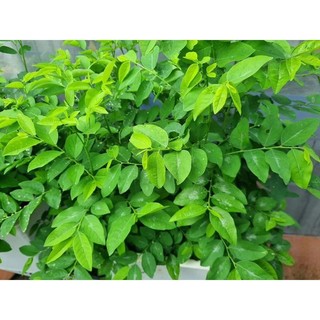 Hạt Giống Rau Ngót(1g)