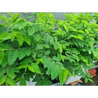 Hạt Giống Rau Ngót(1g)