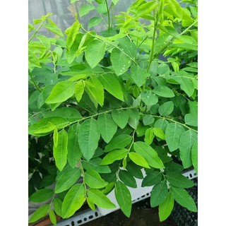 Hạt Giống Rau Ngót(1g)