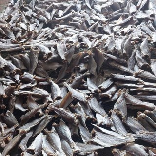 Khô cá đù mặn size 40,45con loại ngon