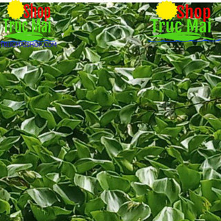 200g rễ lục bình khô (bèo tây)