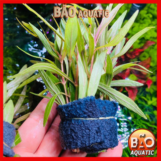 Cây thủy sinh hồ liễu đỏ lá cạn hồng điệp
