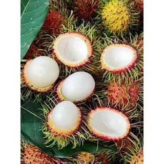 ( JENNY FRUIT ) Chôm chôm thái hàng nhập 1kg