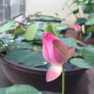 1 kg hạt giống sen ta