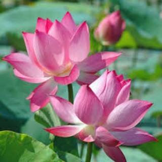 1 kg hạt giống sen ta