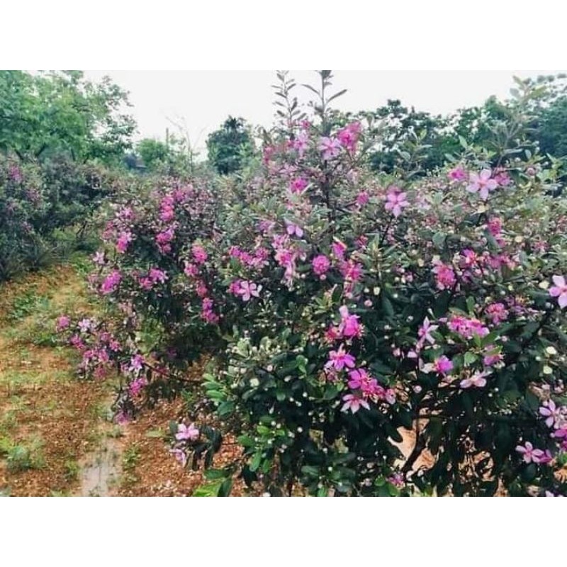 CÂY GIỐNG SIM RỪNG