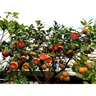 Cây giống chanh đào ( cây ghép)