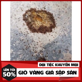 Thuốc diệt kiến gián( combo 5 lọ)