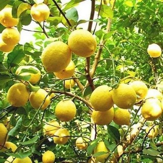 Cây giống chanh vàng mỹ cây ghép