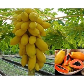 Cây giống đu đủ tài lộc
