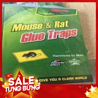 Combo 3 miếng dán bẫy chuột