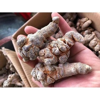 1kg củ tam thất bắc khô - hàng đặc biệt - hàng biếu tặng cao cấp