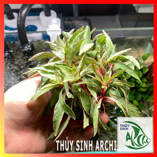 Cây thủy sinh Bạch Thái Dương - Cây thủy sinh cắt cắm dễ trồng
