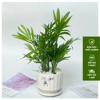Cây cau tiểu châm trồng chậu sứ cây cao 25cm, cây thanh lọc không khí dùng để decor bàn làm việc