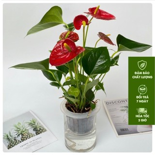 Cây hồng môn trồng thủy sinh, cây cao 25-30cm cây nhiều nhánh và hoa nở quanh năm, thích hợp trang trí nội thất