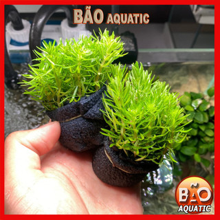 Cây Liễu Bông thuỷ sinh lá cạn một bó trên 10 ngọn