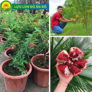 Cây giống lựu đỏ Ấn Độ, giống cây nhập khẩu chất lượng năng suất cao, cây giống khỏe, ít sâu bệnh 54