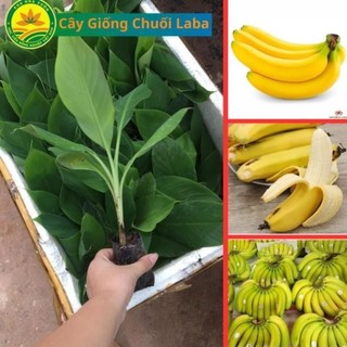 Cây giống Chuối Laba Đà Lạt, tên gọi khác chuối dạ hương, chuối tiến vua 54
