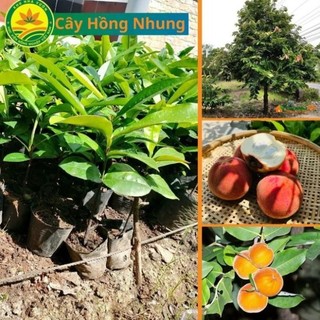 Cây Giống Hồng Nhung, Cây Hồng Nhung ăn quả, Giống cây ăn quả tốt, uy tín, chất lượng 54