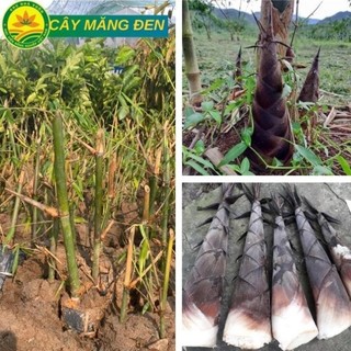 Cây giống Măng Tre Đen hay còn gọi là Măng Lục Trúc đặc giống măng chất lượng cao nhiều dinh dưỡng 53