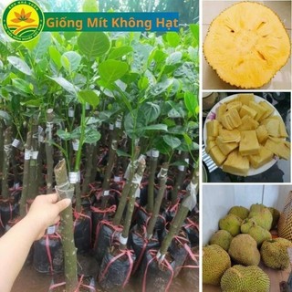 Cây giống Mít Không hạt Ba Láng, Giống Cây Chuẩn Nông Nghiệp Việt 52