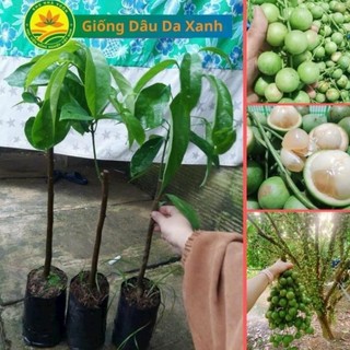 Cây giống dâu da xanh siêu quả, dâu đất miền nam, giống cây siêu trái, quả siêu ngọt 52