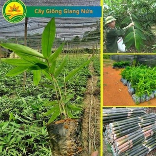 Cây giống Giang lấy lá , giống cây Kinh Tế vườn rừng 52