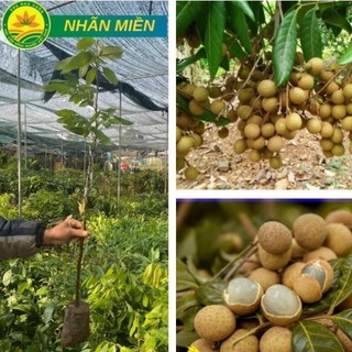 Cây Giống Nhãn Miền Thiết Khoái Châu Hưng Yên giống cây khỏe ít sâu bệnh được ưa chuộng, quả to, hạt nhỏ, mọng nước 52