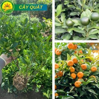 Cây giống quất, cây quất giống giống chuẩn F1 chất lượng cao siêu sai trái 51