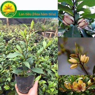 Cây giống Lan tiêu , đặc điểm về cây lan tiêu, kỹ thuật trồng, chăm sóc cây lan tiêu 51