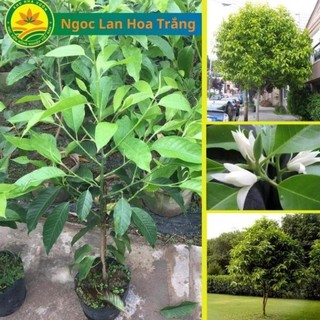 Cây giống Ngọc Lan Hoa Trắng choai, Cây đang cao 1m2, Cây Ngọc Lan Chuyên trồng làm cảnh quan, sân vườn 51