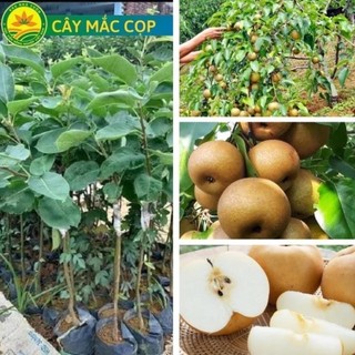 Cây Giống Lê nâu giòn, ngọt, mát - Món quà cho sức khỏe 49