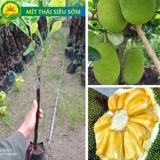 Cây giống mít Thái siêu sớm cho trái chỉ sau 1 năm trồng, giống cây mít được trồng nhiều nhất trên thị trường 48