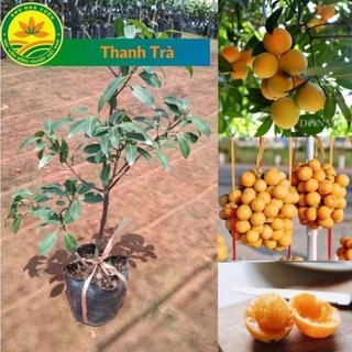 Thanh giống trà giống, địa chỉ bán cây giống thanh trà uy tín, cây giống chuẩn 100 %, dễ trồng 48