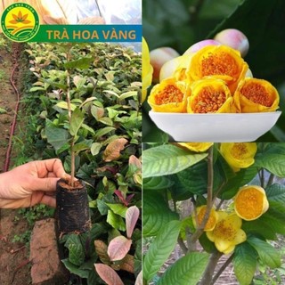 Cây giống trà hoa vàng, cây cao 20 cm, cây Dược Liệu Quý, vừa làm cảnh vừa có trà uống 48