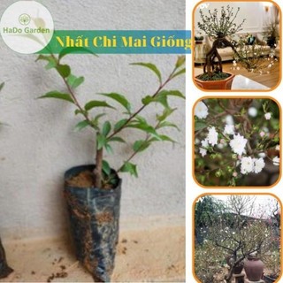 Cây giống Nhất Chi Mai Giống cây bầu rễ khỏe mạnh 47