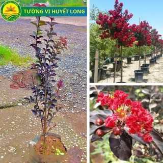 Cây giống Tường Vi Huyết Long, loại cây tường vi được lai tạo hoàn hảo giữa 3 giống Tường Vi khác nhau 47