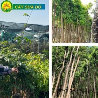 Cây giống Sưa Đỏ giống cây lấy gỗ mang lại giá trị kinh tế cao 46