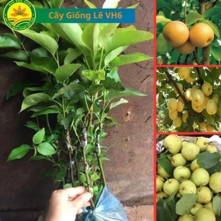 Cây giống Lê Tai Nung , cây giống lê thế hệ mới năng suất cao. 44