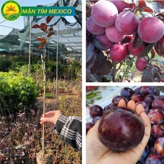 Cây giống mận tím Mexico giống cây nhập khẩu có quả to giòn ngọt siêu chất lượng 44
