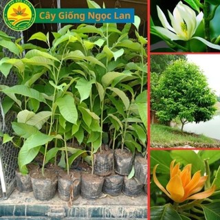 Cây Giống Ngọc Lan, Cây giống cao khoảng 30cm, cam kết chuẩn giống 44