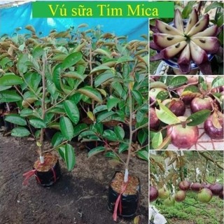 Cây giống Vú Sữa Mica, giống vú sữa ngon và chất lượng cao 44