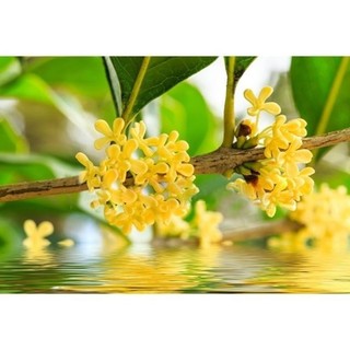 Cây giống mộc hương ta hoa vàng, cây cao 20 - 25cm 44