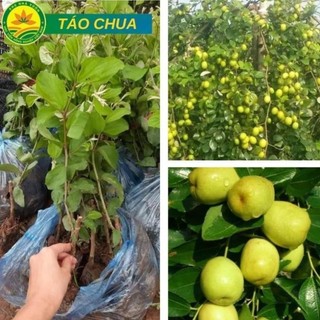 Cây giống Táo Gia Lộc siêu sai trái cho năng suất cao giống chuẩn F1 44